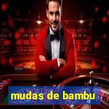 mudas de bambu