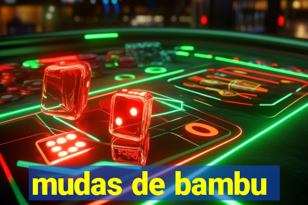 mudas de bambu