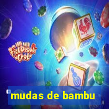 mudas de bambu