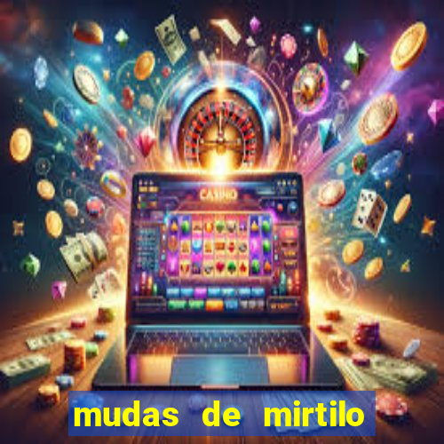 mudas de mirtilo em porto alegre