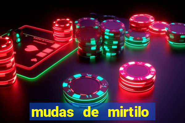 mudas de mirtilo em porto alegre