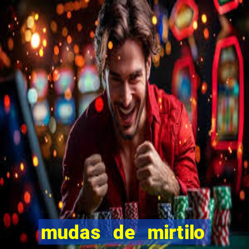 mudas de mirtilo em porto alegre