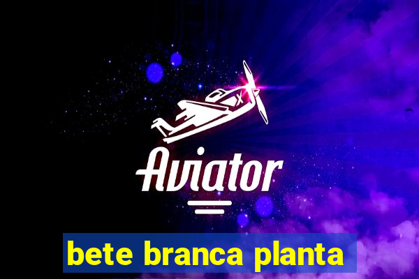 bete branca planta