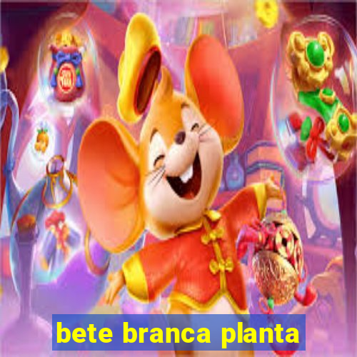 bete branca planta