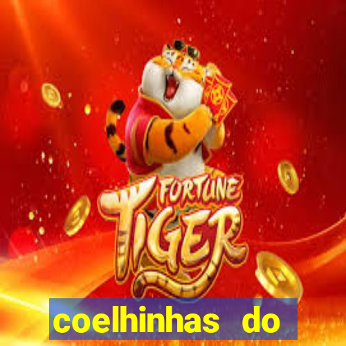 coelhinhas do brasil recife