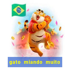 gato miando muito a noite o que fazer