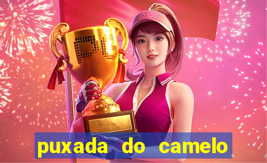 puxada do camelo jogo do bicho