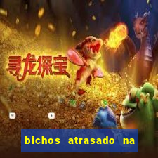 bichos atrasado na loteria dos sonhos